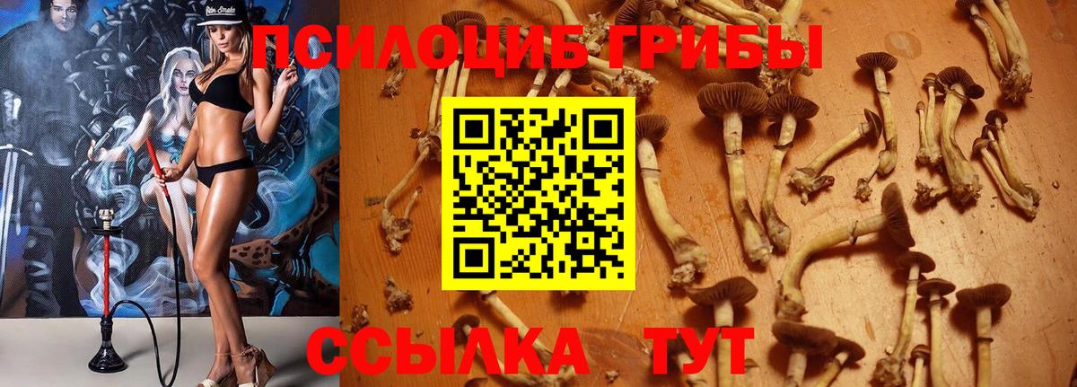 Псилоцибиновые грибы Psilocybe  Вход с VPN  Карпинск 